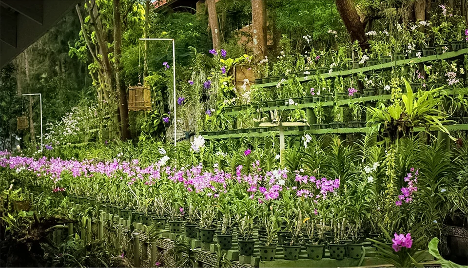 هتل تاورن پالم بیچ پوکت